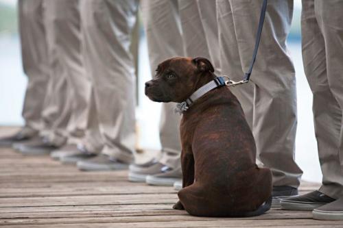 The couple's dog attended the event
